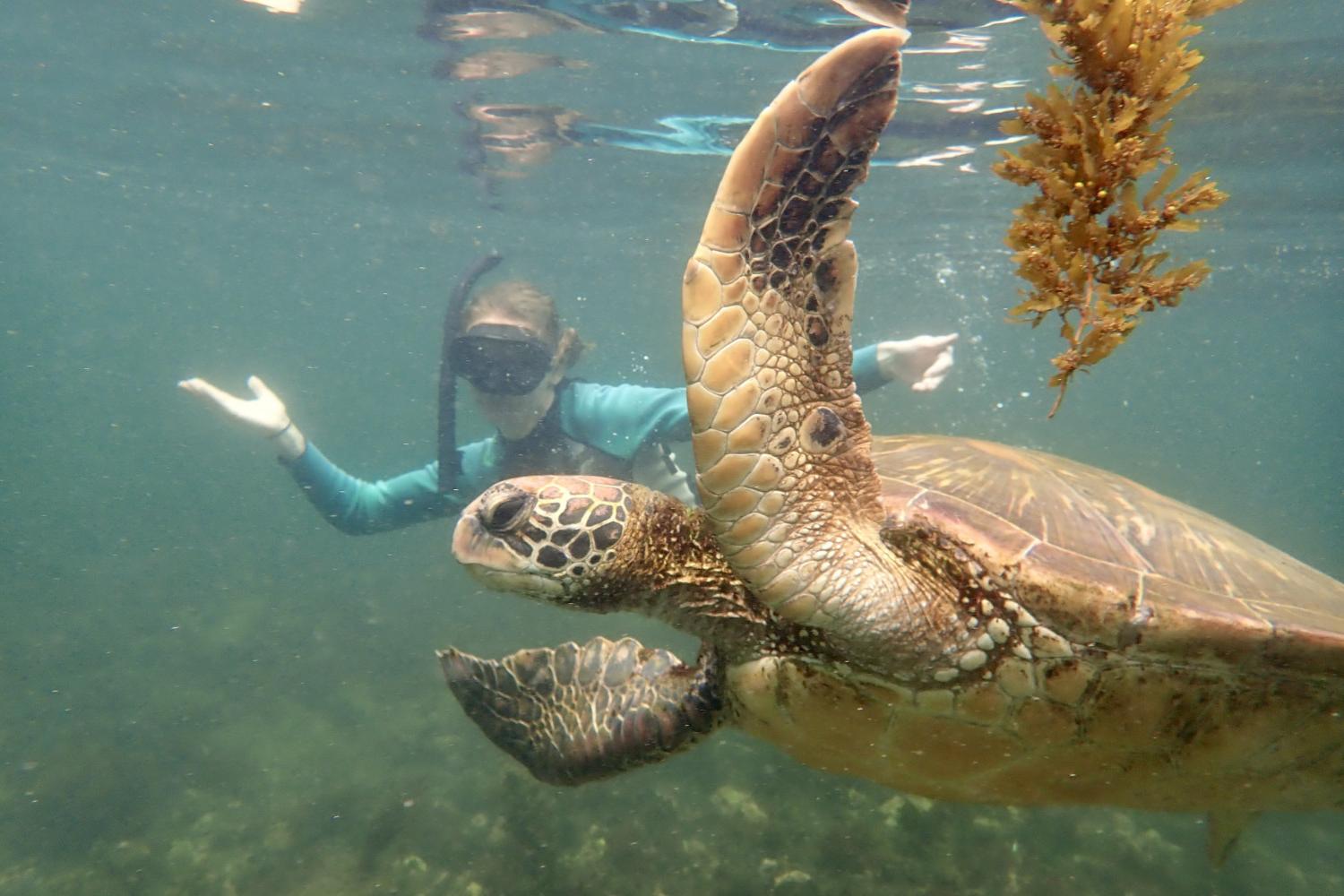一名<a href='http://ifar.scv98.com/'>全球十大赌钱排行app</a>学生在Galápagos群岛游学途中与一只巨龟游泳.
